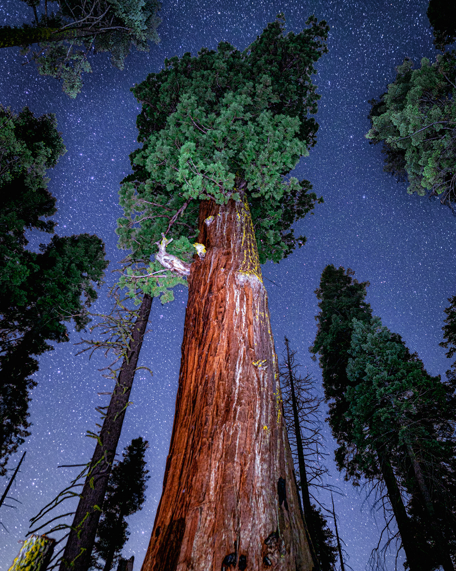 sequoia-after-dark-astrodermatologist