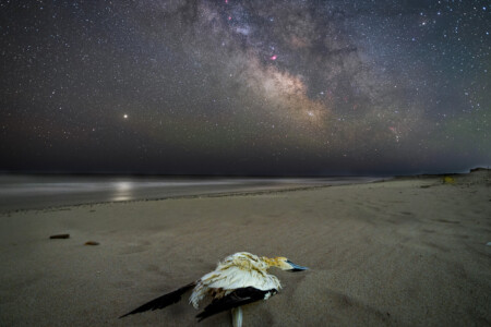 And the Universe Played On. Blue Heron